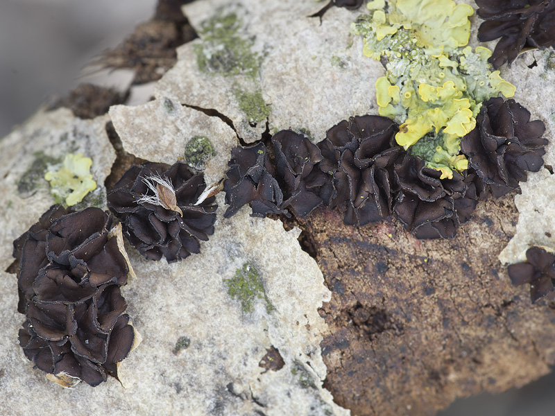 Sclerencoelia fascicularis